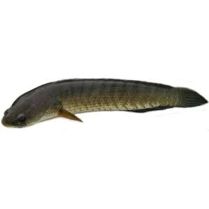 A08-A Mudfish whole