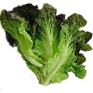 D107-B Lettuce red