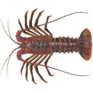 Spiny lobster A122-A