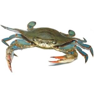 Blue crab