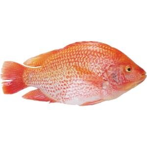 A01-D Red tilapia whole