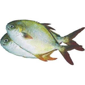 Pompano fish A14-A
