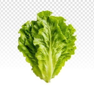 Lettuce Green