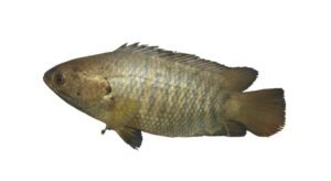 A11-A Climbing Perch Fish