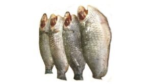 A11-B Climbing Perch Fish Cleaned