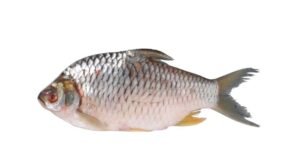 A12-A Silverbarb fish