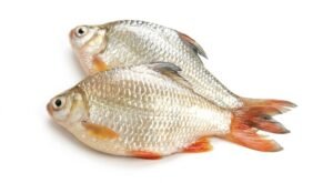 A13-A Riverbarb Fish
