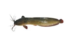 A15-A Yellow Catfish