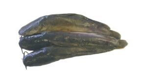 A15-B Baby Yellow Catfish