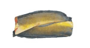 A15-D Yellow Catfish Headless