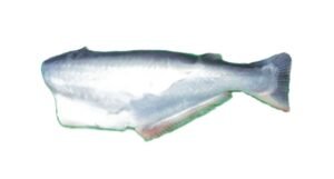 A16-B Basa Headless